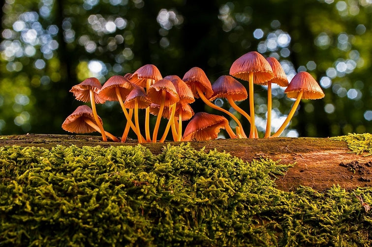 champignons médicinaux