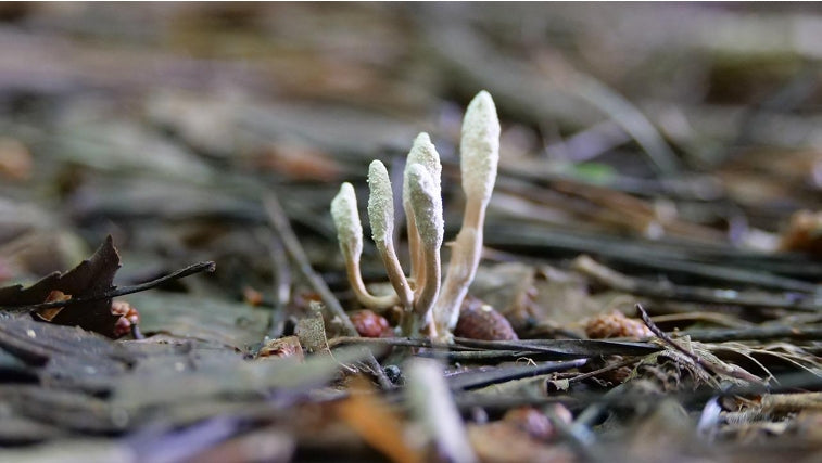 champignon cordyceps