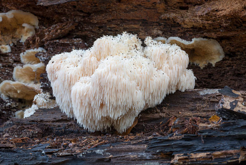 Le Lion's Mane et ses études scientifiques sur le cerveau