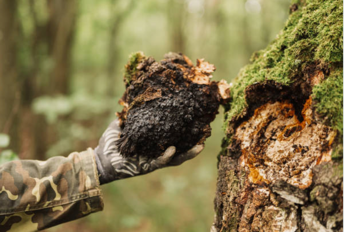 collecte de chaga