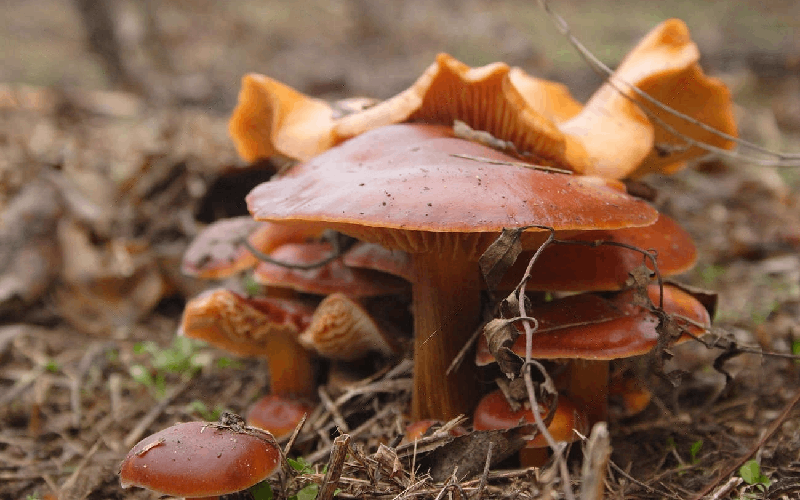 champignons medicinaux