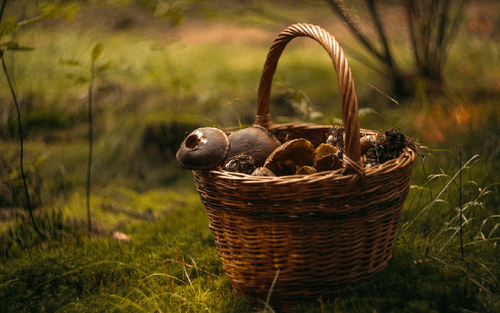 Champignons médicinaux bienfaits