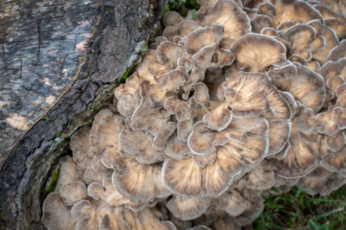 Maitake (Grifola frondosa) : Un allié naturel pour votre santé