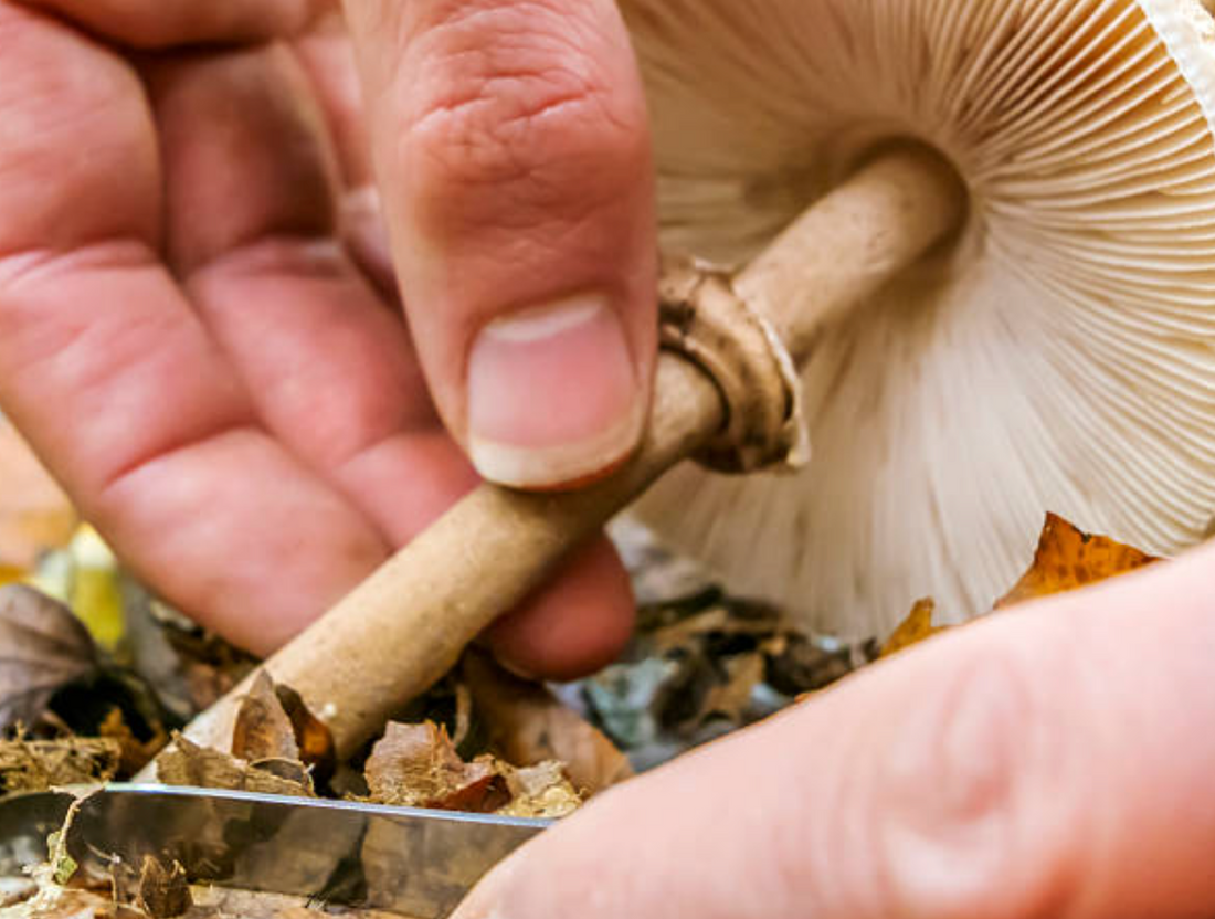 Champignons médicinaux et Mycothérapie : des vertus méconnues