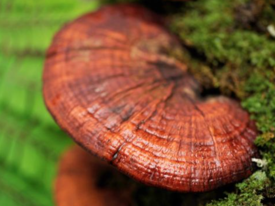 Le Reishi, un champignon aux multiples bienfaits et usages