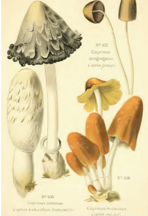 Coprinus comatus : Le coprin chevelu, un champignon aux bienfaits inattendus